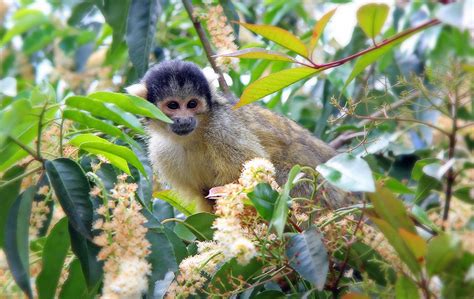 Squirrel Monkeys in Bolivia 2024 - Rove.me