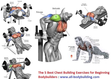 The 5 Best Chest Building Exercises for Beginning Bodybuilders - Bodydulding