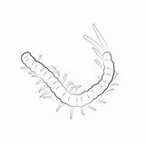 Centipede Draw Millipede Coloring Pages Centipedes Step Clipart Drawing  sketch template