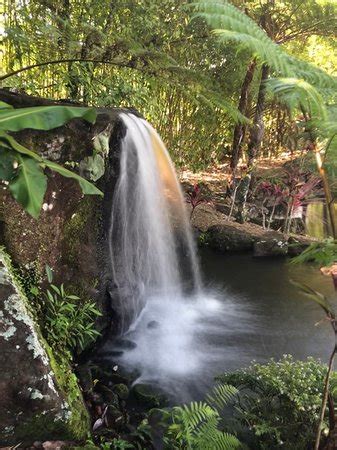 Maleny Botanic Gardens & Bird World - 2019 All You Need to Know Before You Go (with Photos ...