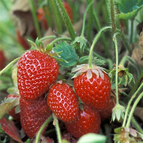 22+ Heirloom Strawberry Plants - AustinKeiva