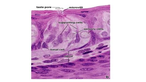 Oral cavity Histology