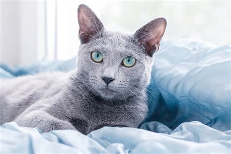 Are Russian Blue Cats Hypoallergenic?