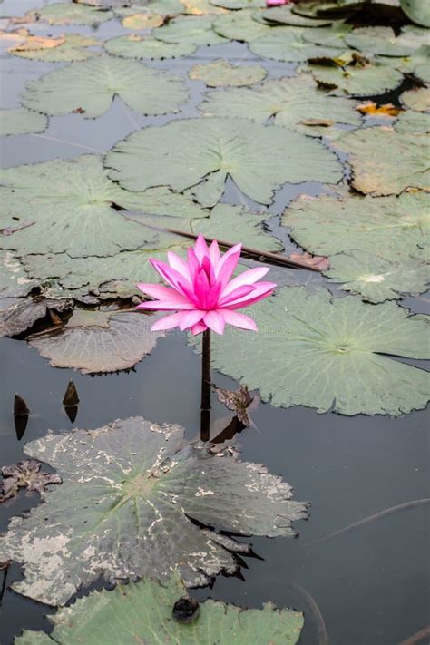 Lotus Flowers at Hanoi, Vietnam Stock Photo - Image of mountain ...