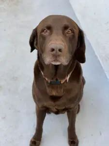 350 Best Chocolate Lab Names In The World- Remarkable