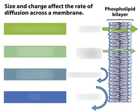 Membrane permeability Diagram | Quizlet