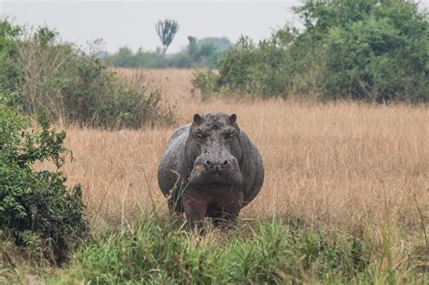 Uganda Wildlife Travel on Behance