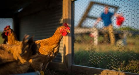 US bird flu case puts chicken, turkey farms on high alert | Morning Ag ...