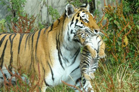 Amur Tiger Cubs Hit the Ground Running - ZooBorns