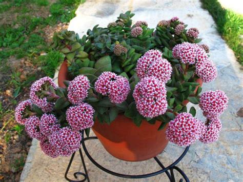 Crassula 'Springtime' | World of Succulents