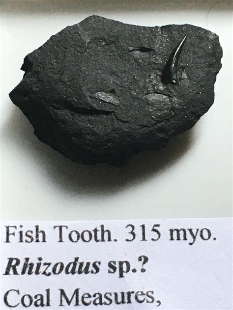 Rhizodus teeth - Member Collections - The Fossil Forum