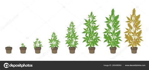 Growth stages of hemp potted plant. Marijuana phases set. Cannabis ...