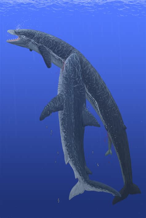 Basilosaurus Vs Megalodon