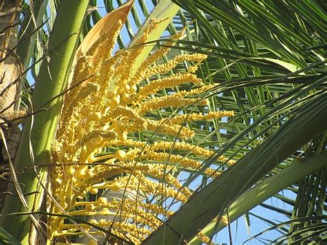 10 Uses of Coconut Trees | hubpages