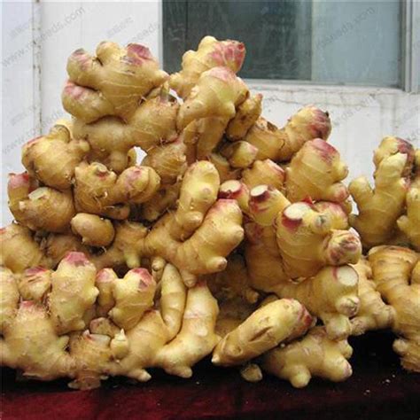 Perennial Ginger Seeds 100 pcs — Jack Seeds