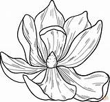 Magnolia Flower Coloring Page  Free Printable Pages sketch template