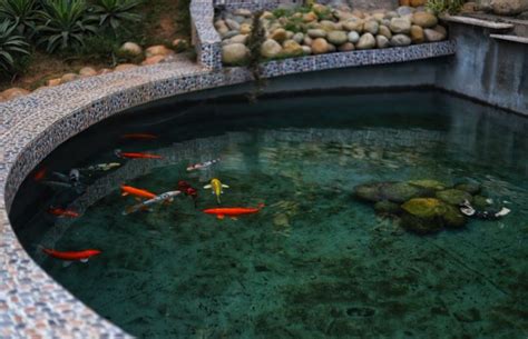 Charming Minimalist Fish Pond Design