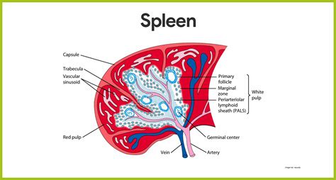 Anatomy and physiology of the lymphatic system: study leaders for ...