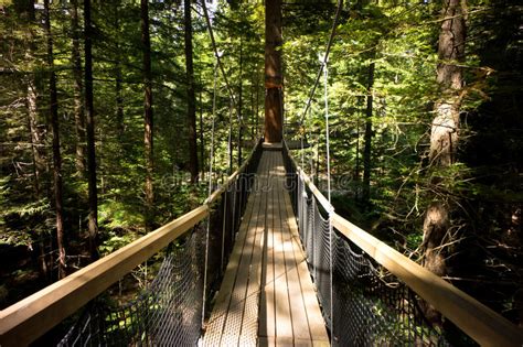 Redwoods `Tree Walk` 06 editorial photo. Image of forest - 85504566