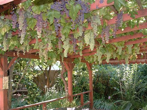 Grape | How to build a trellis for grape vines