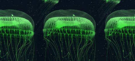 How glow-in-the-dark jellyfish inspired a scientific revolution ...