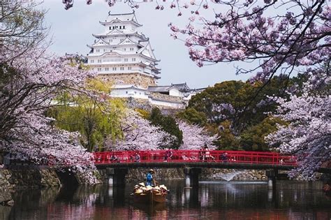 Cherry Blossoms at Himeji Castle, and How to Get There - For Urban Women - Awarded Top 100 Urban ...