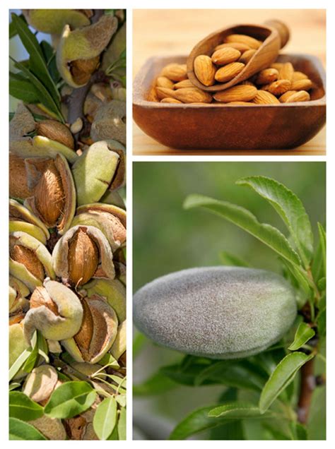 Sweet Almonds vs. Bitter Almonds | Say YES! To Natural Luxury