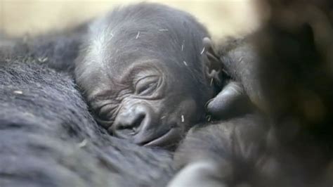 Baby gorilla makes public debut at San Diego Zoo - ABC7 Los Angeles