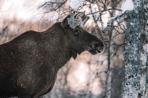 Norway's National Animal Explained - The Norway Guide