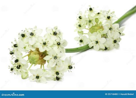 Star of Bethlehem flower stock photo. Image of cloeseup - 25718480