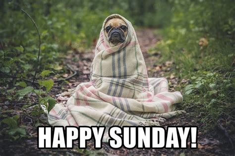 50+ Funny Happy Sunday Memes That Are Perfect for Lazy Sundays