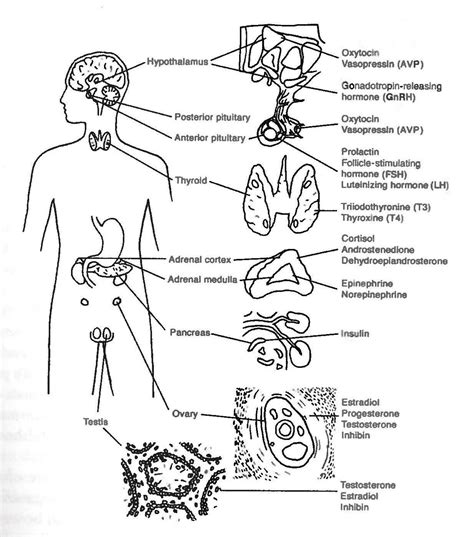 endocrine system unlabeled diagram - ModernHeal.com