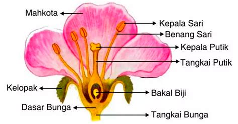 Menelaah 7 Ciri Bunga dengan Penyerbukan Anemogami - Varia Katadata.co.id