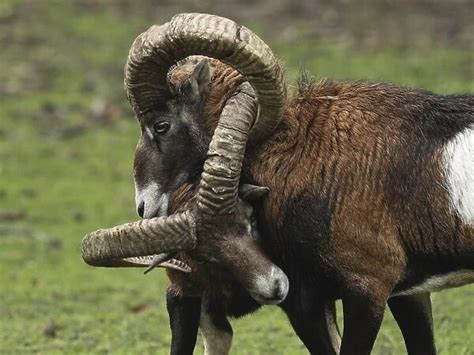 Mouflon Sheep Rams fighting getting their horns stuck (Print #8184952)