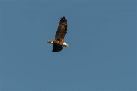 Eagles at Conowingo Dam | WP3 Photography