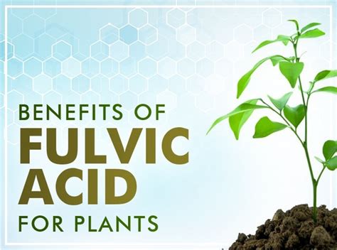 Fulvic Acid Benefits for Plants • Humic Acid, Seaweed extract, Amino acid Manufacturer