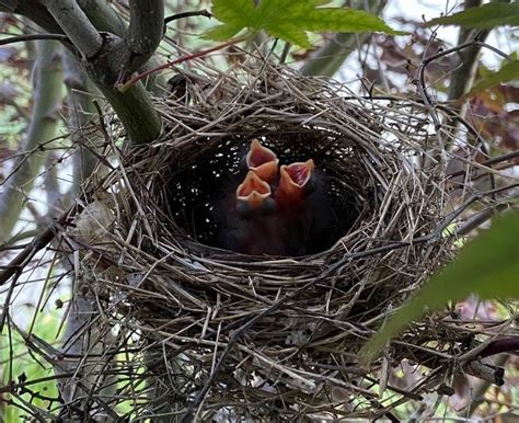 All About a Cardinal Nest and Nesting Habits - Birds and Blooms