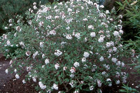 Viburnum carlesii | Landscape Plants | Oregon State University