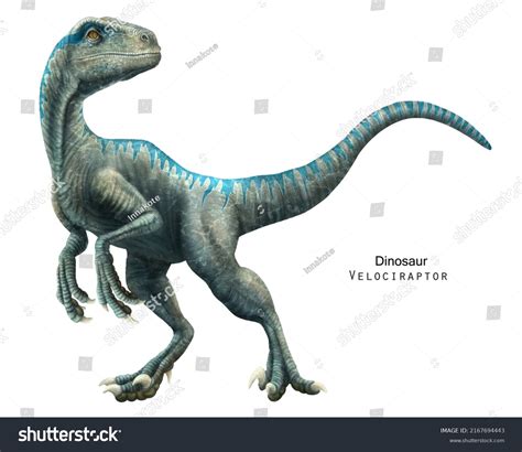 11,011 Velociraptor Images, Stock Photos, 3D objects, & Vectors | Shutterstock