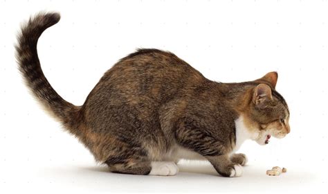 10 Signs That Prove Your Cat Has Worms | BestVetCare