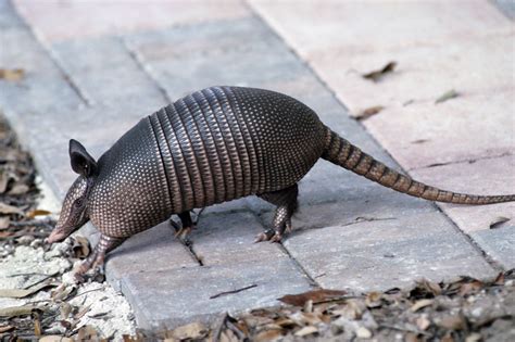 armadillo control, Armadillo Control, ARMADILLO CONTROL, armadilo ...