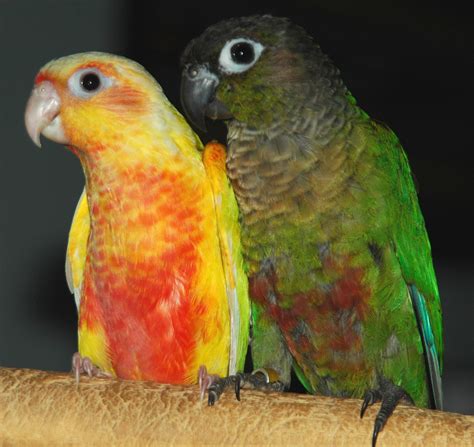 "Suncheek" mutation color of Green-Cheeked Conure of The Feather Tree