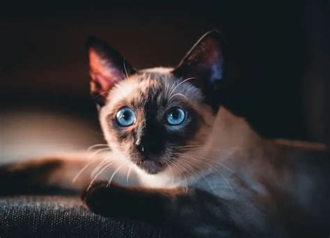 9 Common Siamese Cat Eye Problems & Care Tips