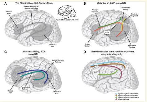 Figure 4 from Beyond the arcuate fasciculus: consensus and controversy ...