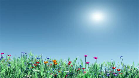 Summer Flowers Screensavers and Wallpaper - WallpaperSafari