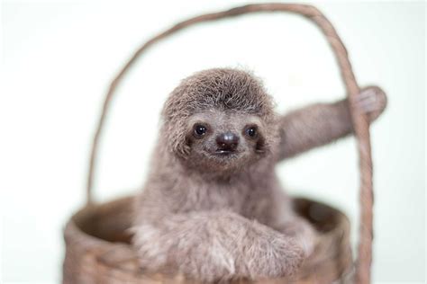 Cute Sloth Pictures: Adorable Photos of Sloths | Reader's Digest