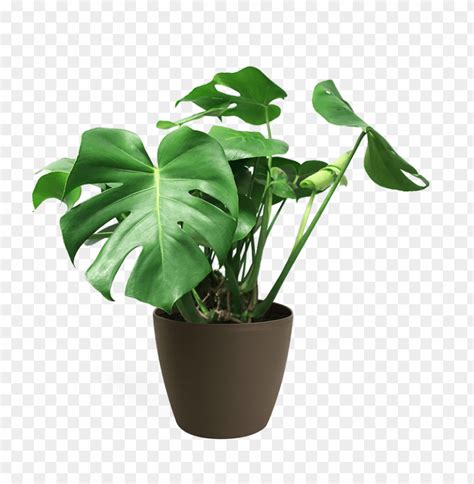 Free download | HD PNG monstera deliciosa medium house plant monstera transparent PNG ...