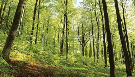 The Eastern Deciduous Forest | Life in the Finger Lakes