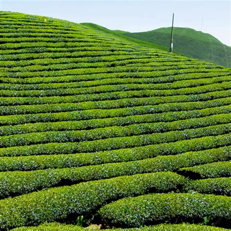 Premium Photo | Tea plantation