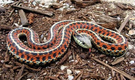 Common Garter Snake | The Animal Facts | Habitat, Diet, Appearance